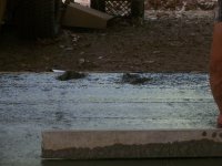 7-14-11 Booger Paw Prints in Wet Concrete.jpg