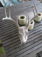 Skull1.jpg