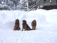 Rusty, Ruby, Gunner winter 2008.jpg
