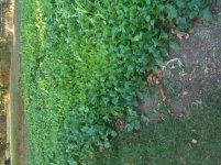IMG_0531[1].jpg