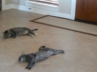 cats cooling off.jpg