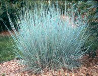 little_bluestem holtz landscape[1].jpg
