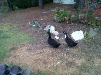 DSMs Ducks.jpg