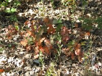 8-10-2011-Drought-1420.JPG