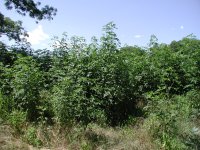 giant_ragweed_ambrosia_trifida_l002[1].jpg