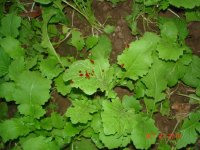 PlotPics009-1.jpg