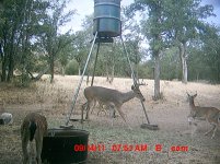 Deer.jpg