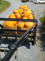 pumpkins 016.jpg