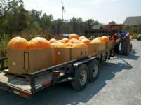 pumpkins 017.jpg