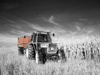 5764773-true-infrared-picture-of-a-tractor-between-corn-and-wheat-fields-selective-coloring.jpg