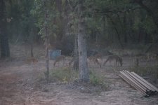9deer.jpg