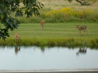 deer.jpg