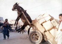 DonkeyCart.jpg