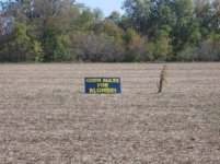 corn-maze-for-blondes.jpg