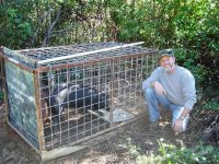 Hog Traps 6.JPG