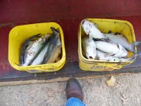 9-21-11 Catfish Kill.jpg