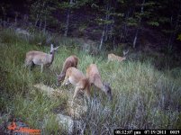 deer11#2.jpg