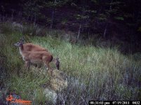 deer11#3.jpg