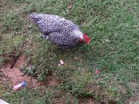 IMG-20110920-00063.jpg