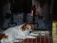 Jan1dogs 001.jpg