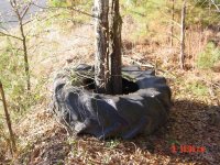 Tire around tree 002.jpg