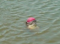 449193-fish story 001.jpg