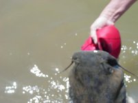 449198-fish story 004.jpg
