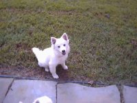496889-Pup.jpg