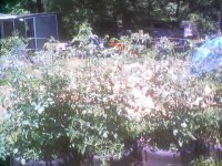 450145-tomatoe patch 001.jpg
