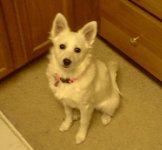 497382-amesk_sherry.jpg