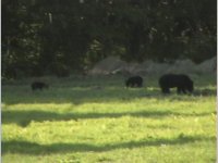 498202-Bears1.jpg