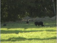 498203-Bears2.jpg