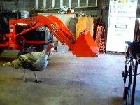 579509-BX23 & turkeys in the shop 009.jpg