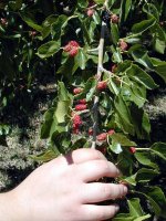 450587-Mullberries.jpg