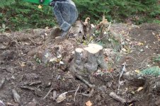 540682-Stump #1A.jpg