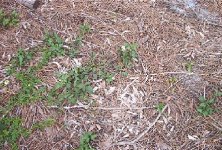 579524-twigsandleaves2.jpg