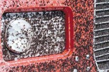 498875-lovebugs.jpg
