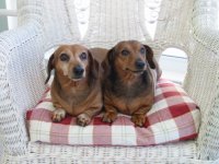 360397-dog1.jpg