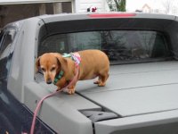 360399-dog2.jpg