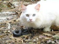 499795-Small BC & Friend.JPG