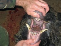 boar1.jpg