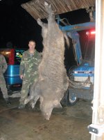 boar2.jpg