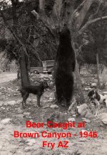 Bear Brown CY.jpg