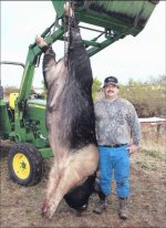 wild-hog-532x728.jpg