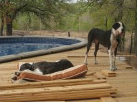 deck dogs (2).JPG