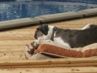 deck dogs.JPG