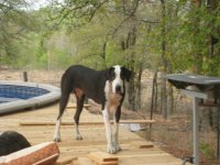 deck dogs (3).JPG