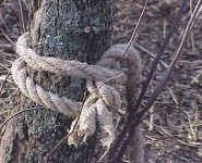 Game cam - coyote rope chewed 12-17-10.JPG
