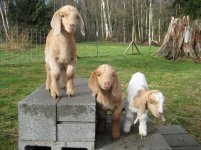 goats.jpg