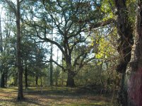 Live Oak.jpg